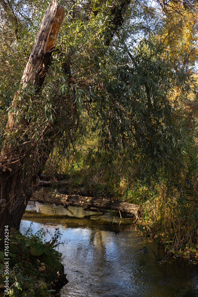 Obraz premium autumn in the forest