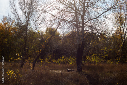 autumn in the forest
