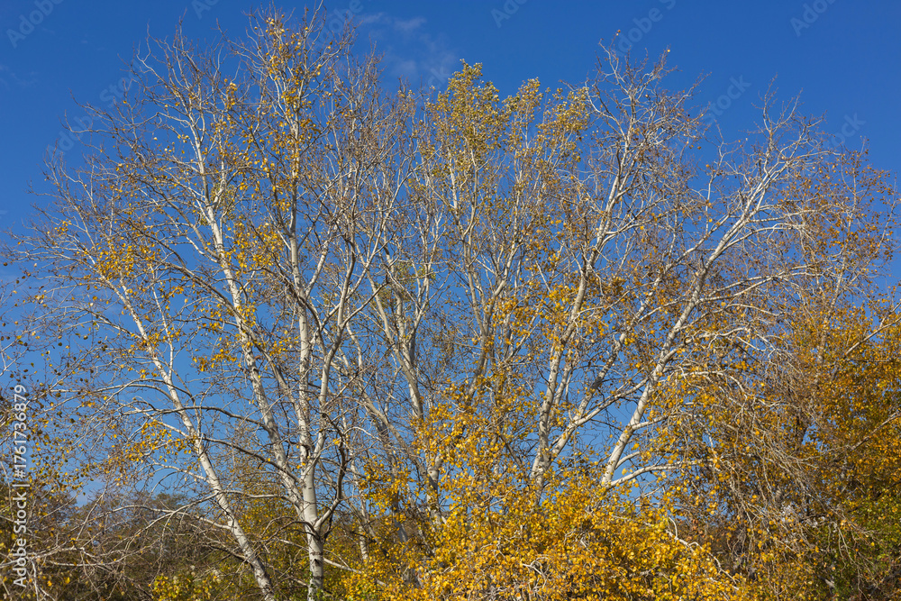Fototapeta premium autumn in the forest