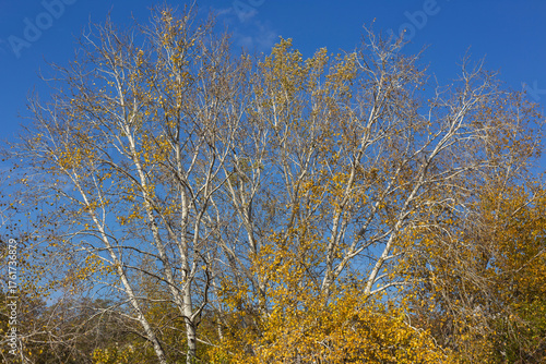 autumn in the forest