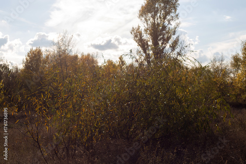 autumn in the forest