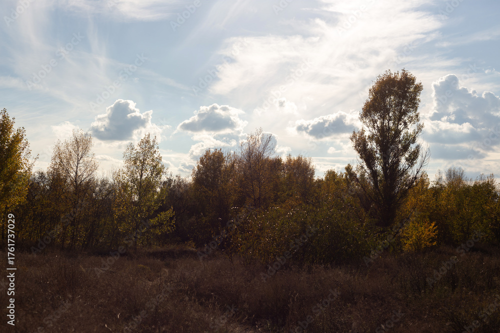 Obraz premium sunset in the forest