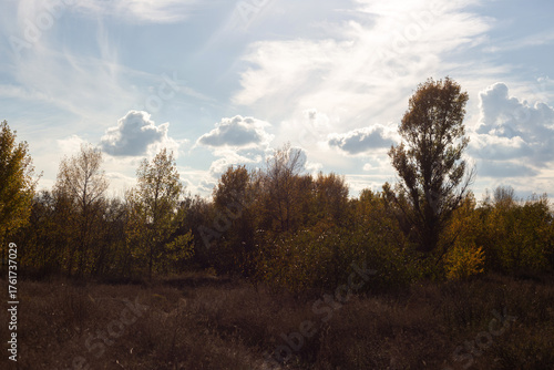 sunset in the forest
