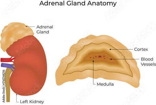 Adrenal Gland Anatomy and Internal Structure Vector Illustration