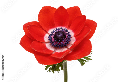 Photos Vibrant red anemone flower isolated on transparent background, poppy-like bloom
