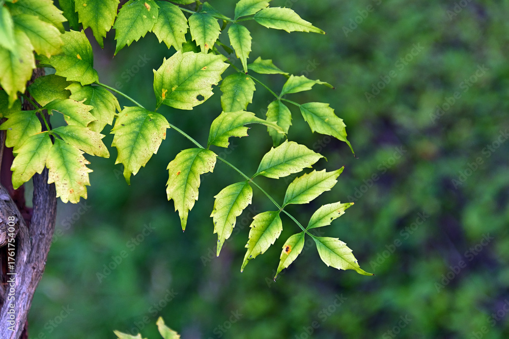 Fototapeta premium 黄緑色に色づいたノウゼンカズラの葉っぱ