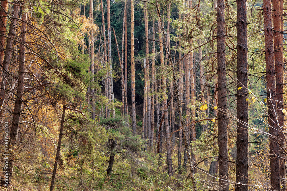 Obraz premium pine forest in autumn