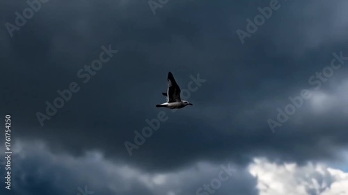 Soaring seagull against a vibrant blue sky with fluffy white clouds, freedom