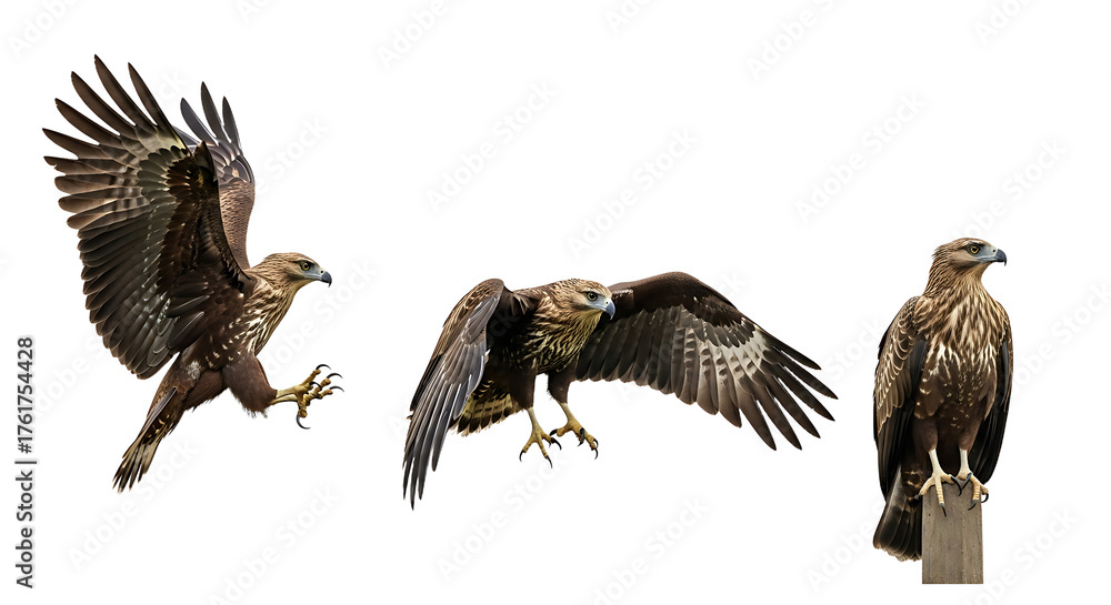 Obraz premium Collection of three majestic brown eagles in different poses.