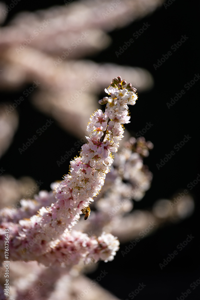 Fototapeta premium Beautiful white flowers bloom in springtime.