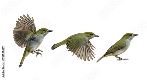 Three small green birds in various stages of flight and perching captured against a clean white background.