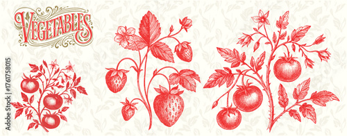 Strawberry and Tomato Botanical Engraving – Red Vegetables Illustration
