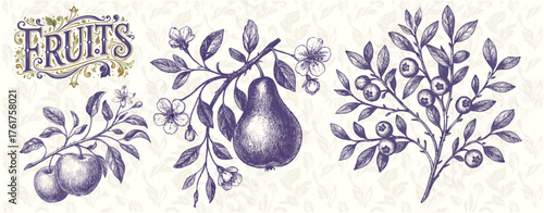 Vintage Pears and Blueberries Botanical Engraving – Purple Fruits Illustration