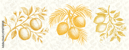 Vintage Coconut Botanical Engraving – Brown Tropical Fruits Illustration