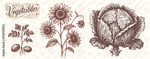 Radish, Sunflower, and Cabbage Engraving – Vintage Brown Botanical Vegetables Illustration