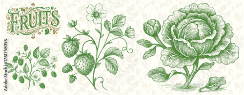 Strawberry and Cabbage Engraving – Vintage Green Botanical Fruits and Vegetables Illustration
