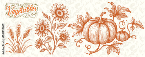 Vintage Pumpkin and Sunflower Illustration – Detailed Botanical Vegetables Drawing