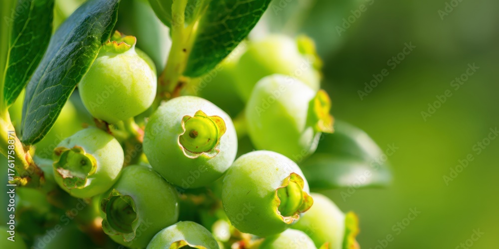 Fototapeta premium Unripe blueberries ripening on branch on bush