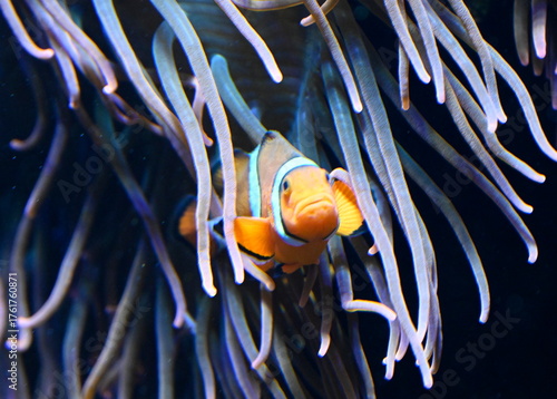 A clown fish swimming in a coral reef