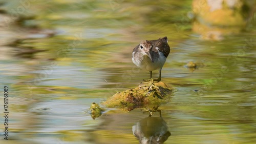 Common sandpiper, Actitis hypoleucos. Common sandpiper foraging along a tranquil wetland edge, its reflection mirrored in the calm water.