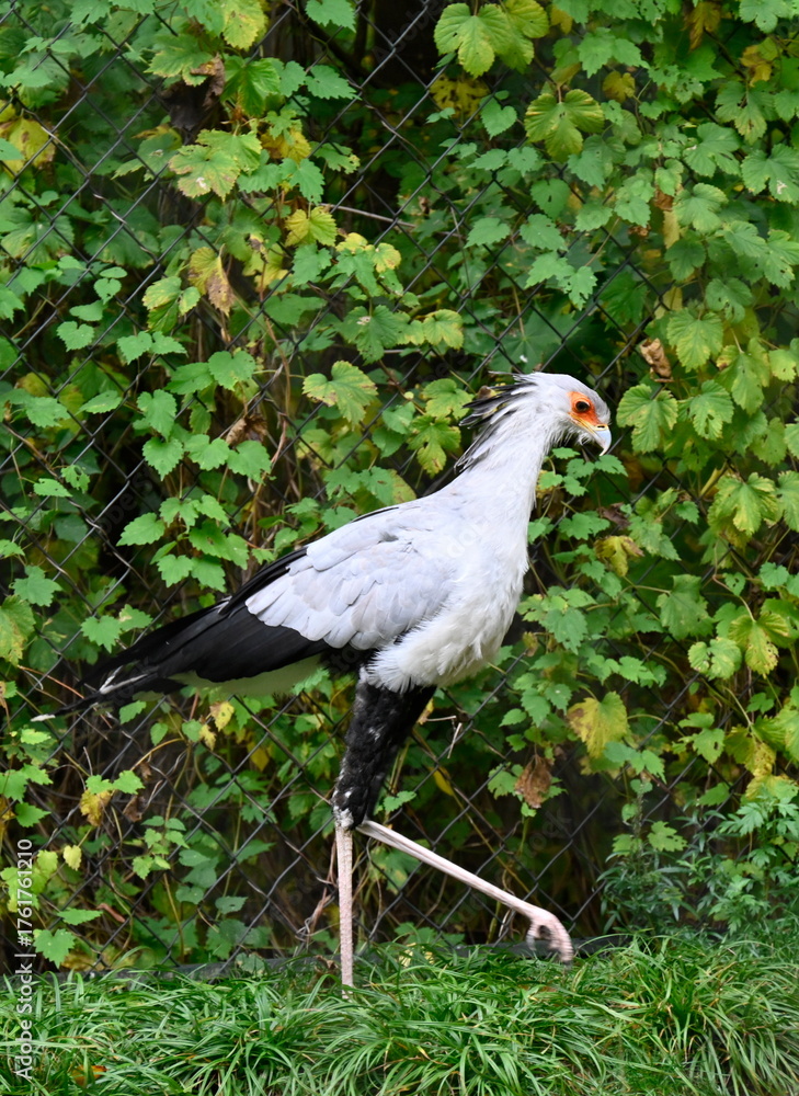 Fototapeta premium A secretary bird walking