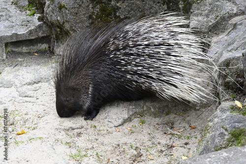 a porcupine walk for food