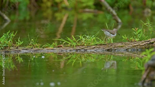 Common sandpiper, Actitis hypoleucos. Common sandpiper foraging along a tranquil wetland edge, its reflection mirrored in the calm water.