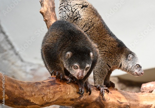 A bear cuscus on a branch