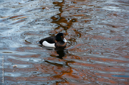 Crested duck. Two black crested ducks in a pond. Crested ducks in winter in the Netherlands