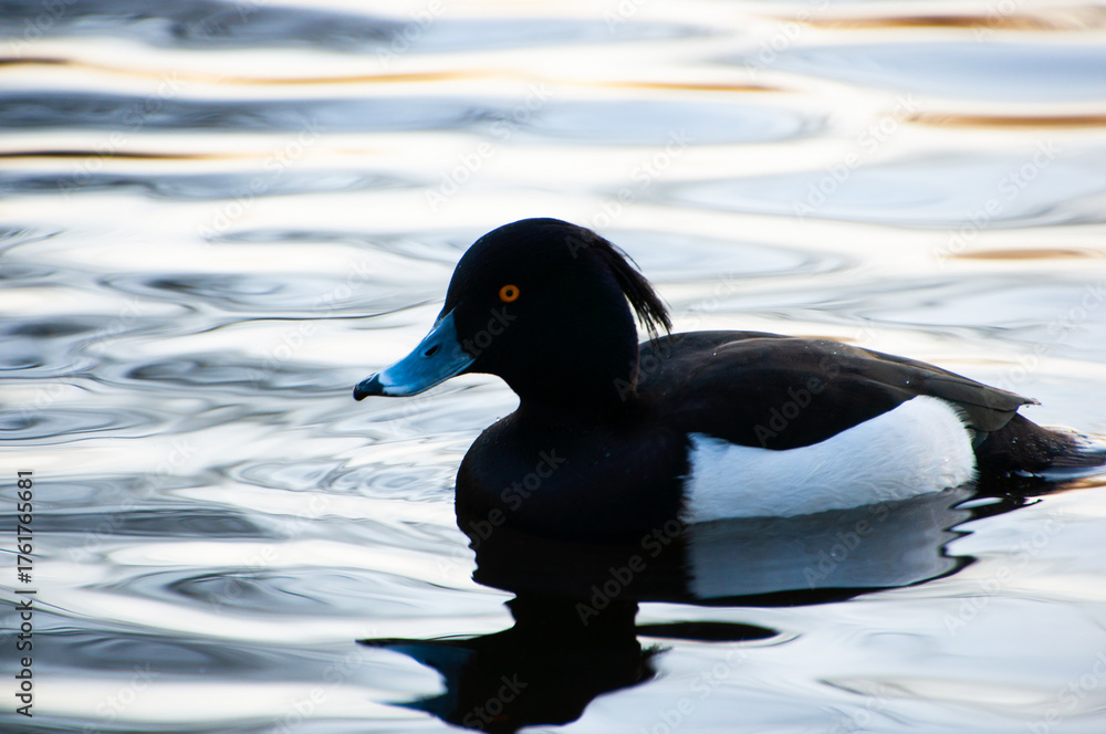 Fototapeta premium Crested duck. Black crested duck in a pond. Duck in wintering in the Netherlands