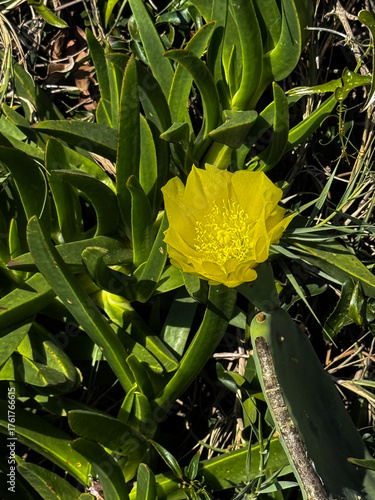 A vibrant yellow flower with a feathery center blooms amongst thick, succulent green leaves and a section of prickly pear cactus.