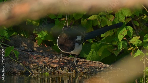 Eurasian magpie or common magpie, Pica pica. Magpie bird drinking water from a pond before flying away.