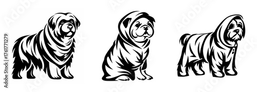 Three adorable dogs wearing raincoats ready for a rainy day adventure outdoors