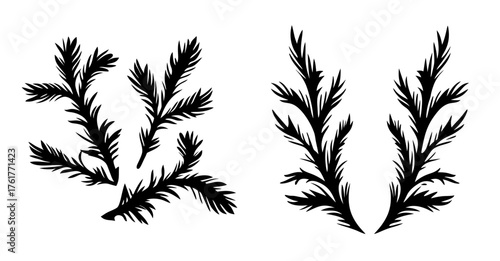 Dark silhouette of pine branches delicate textures botanical design elements for festive holiday decor