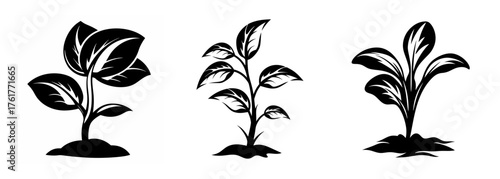 Black and white silhouettes of young plants sprouting from soil showing growth stages