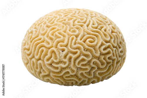 Close up of a textured beige brain coral specimen isolated on transparent background