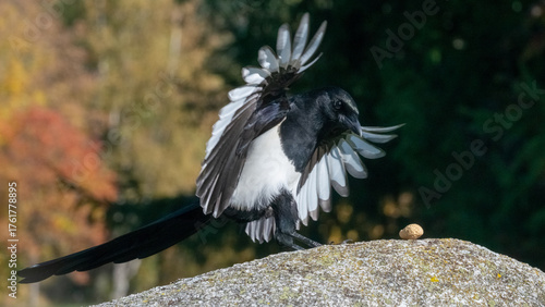 Elster im Anflug auf Futterplatz