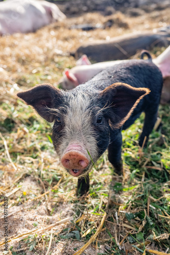 Fototapeta Black and white piglets in farmyard