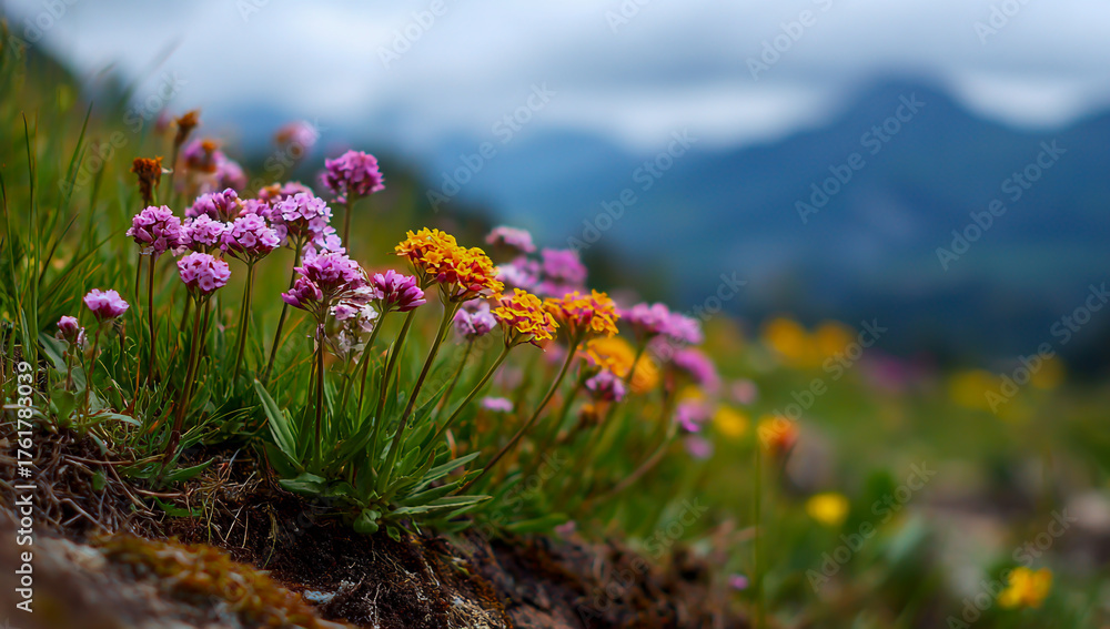 Obraz premium Vibrant wildflowers bloom on a mountainside with blurred peaks in the background