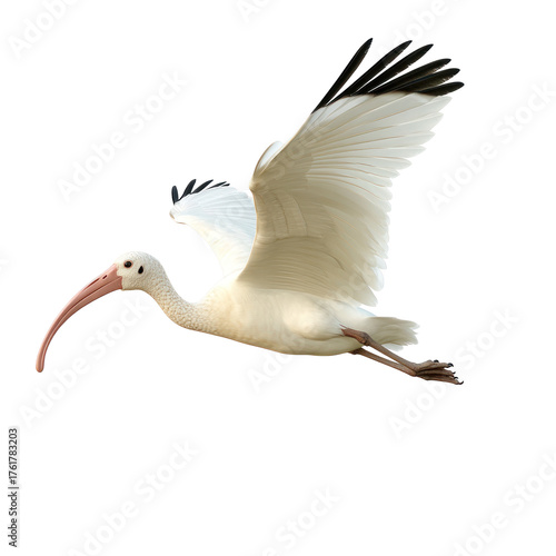 White Ibis Bird Flying full body view isolated on white or png transparent background 
