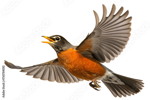 American robin bird in flight with wings spread wide open and beak open isolated on transparent background