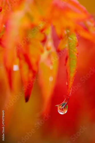 Obraz na plátně Raindrop hanging on the tip of a red leaf in autumn