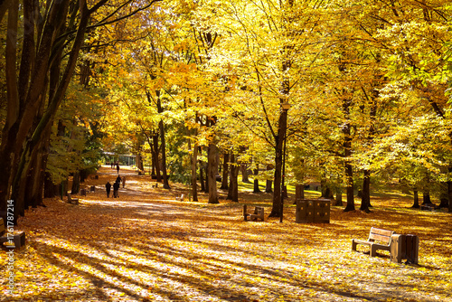 Empty maple alley in autumn, covered with fallen leaves, with a few lonely walkers in the distance. Tranquil city park scene in Białystok, Poland.	