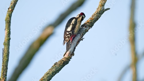 Woodpecker, Dendrocopos major. Woodpecker pecking tree bark close up against blue skies, 4k.