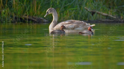 Two pochard ducks, Aythya ferina, swimming calmly on a green lake alongside a young swan surrounded by lush green reeds in their natural wetland habitat.