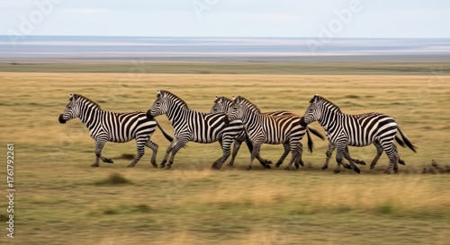 Zebras running on african savanna in natural habitat
