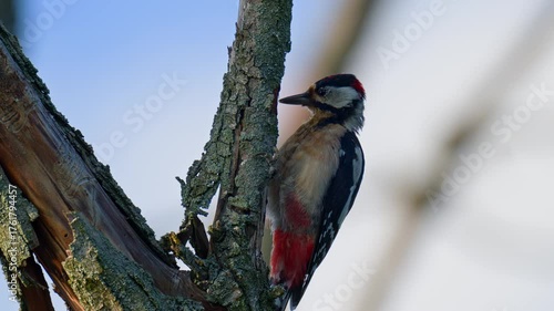 Woodpecker, Dendrocopos major. Woodpecker pecking tree bark close up against blue skies, 4k.