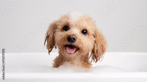 Adorable poodle puppy taking a relaxing bubble bath, enjoying the moment with a happy expression