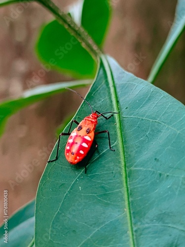 red bug on a leaf