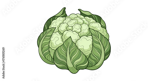 Fresh cauliflower a healthy and nutritious vegetable for your culinary creations.